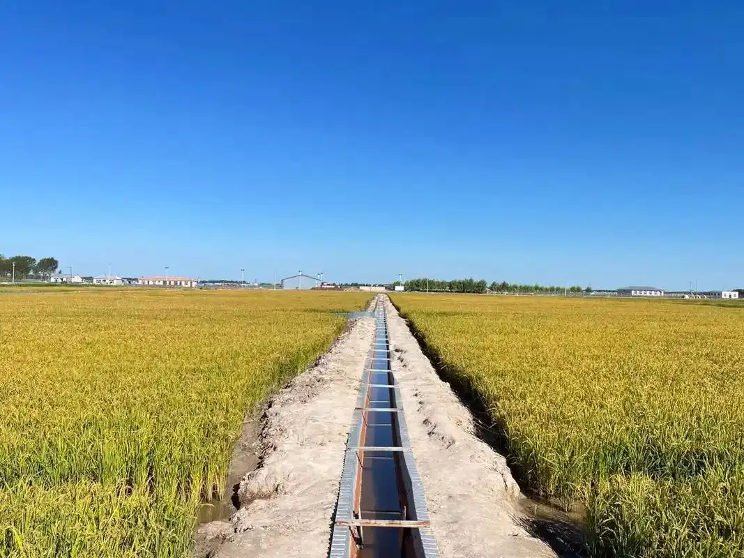 查丨破“碱”重生开元棋牌蹲点调(图3)