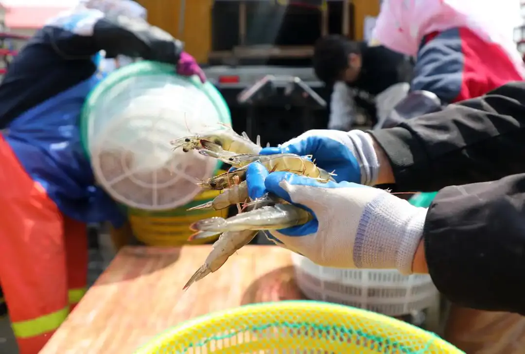 查丨破“碱”重生开元棋牌蹲点调(图5)