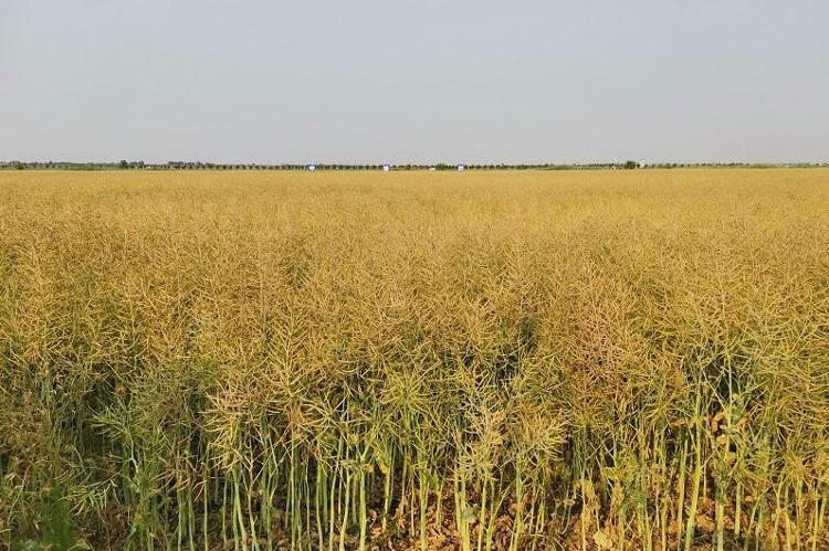 查丨破“碱”重生开元棋牌蹲点调(图7)